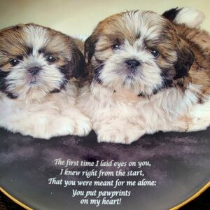 Set Of 2 Shih Tzu Decorative Plates